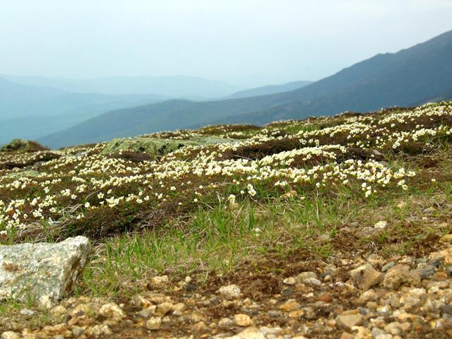 Eisnehower flowers.JPG